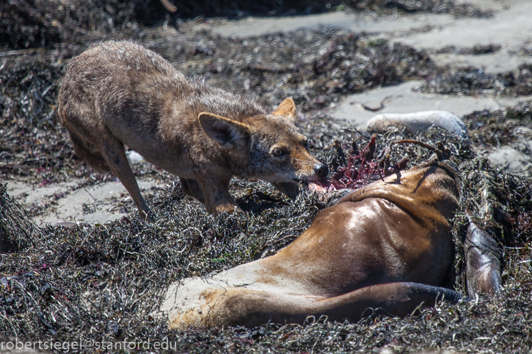coyote eating dead elephant seal